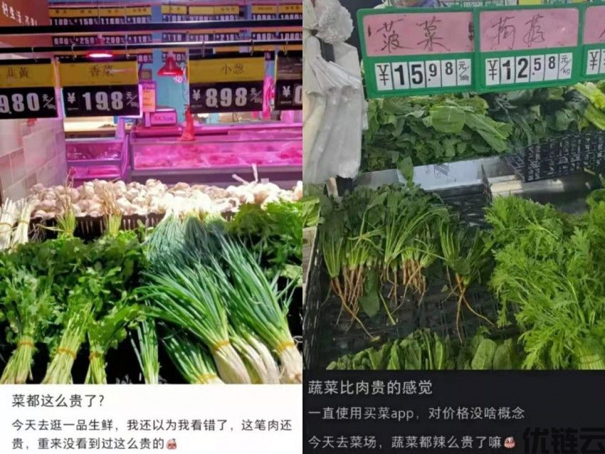 蔬菜贵到吃不起，菜农却血本无归，钱到底被谁赚走了？(图1)